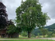 Stehendes Holz Edelkastanie zum Abtragen