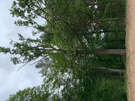 Stehendes Holz Eiche ab Stock