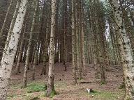 Stehendes Holz Fichte für Durchforstung