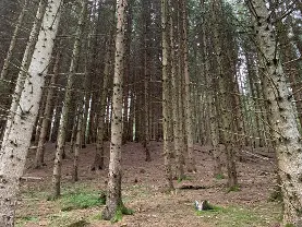 Stehendes Holz Stehendes Holz Fichte für Durchforstung