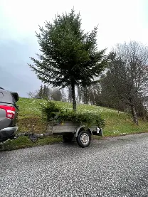 Holzprodukte Tannenreisig zum selbst ernten