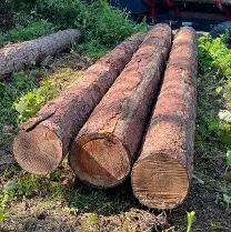 Rundholz Rundholz Europäische Lärche feinjährig