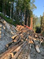 Rundholz Esche Faserholz