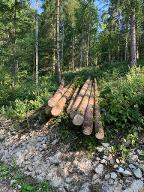 Rundholz Fichte frisches Käferholz