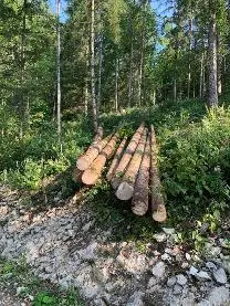 Rundholz Rundholz Fichte frisches Käferholz
