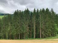 Stehendes Holz Tanne, Douglasie, Fichte