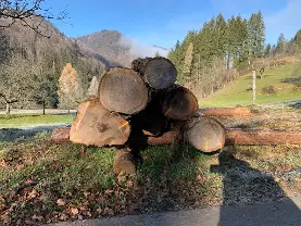 Rundholz Rundholz Bergulme Blochholz