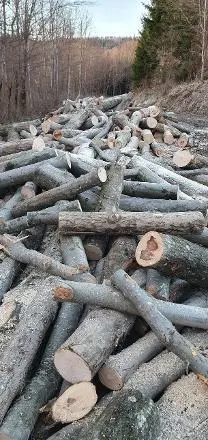 Brennholz Brennholz Rotbuche für Winter '23/'24