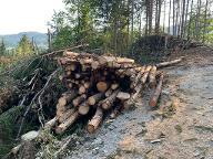 Rundholz Fichte Faserholz