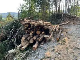 Rundholz Rundholz Fichte Faserholz
