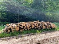 Rundholz Esche für Brennholz