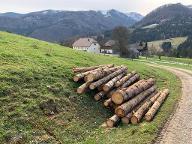 Rundholz Fichte Käferholz