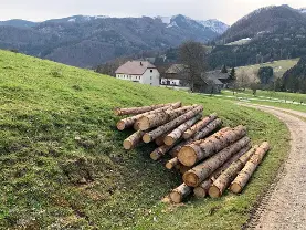 Rundholz Rundholz Fichte Käferholz