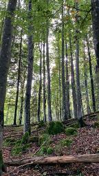 Stehendes Holz Rotbuche für Brennholzwerber
