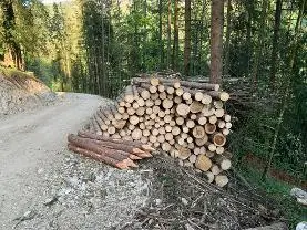 Rundholz Rundholz Fichte Schwachbloch