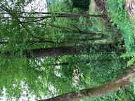 Stehendes Holz Eichen ab Stock