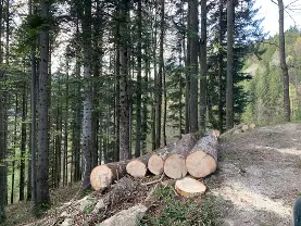 Rundholz Rundholz Weißtanne gute Qualität