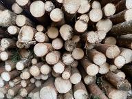Rundholz Fichte Schleifholz