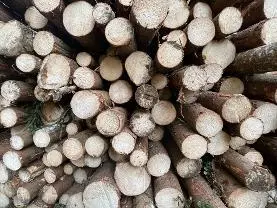 Rundholz Rundholz Fichte Schleifholz