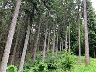 Stehendes Holz Fichte Bauhholz ab Stock